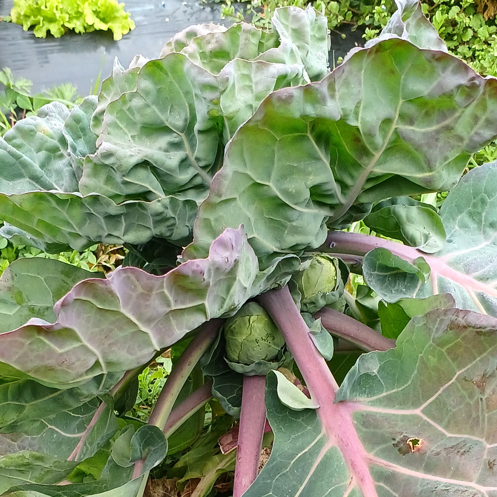 万次郎かぼちゃ